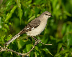 Northern Mockingbird