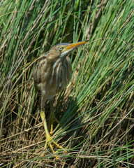 Least Bittern hiding in the reeds