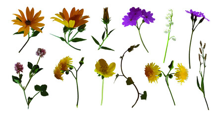 Isolated flowers on a white background. A set of vector elements