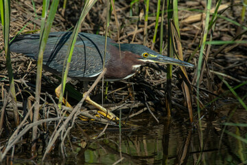 Green Heron