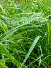 Waterdrops on sedge