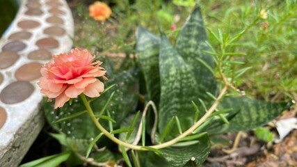 cactus in the garden