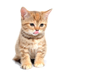 Obraz premium a ginger striped purebred kitten sits on a white background