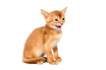 Abyssinian ginger cat sits on a white background