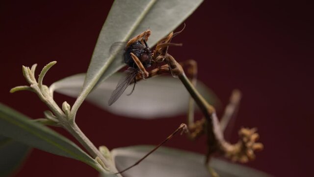 Conehead praying mantis eating prey sitting on a tree branch, macro shot