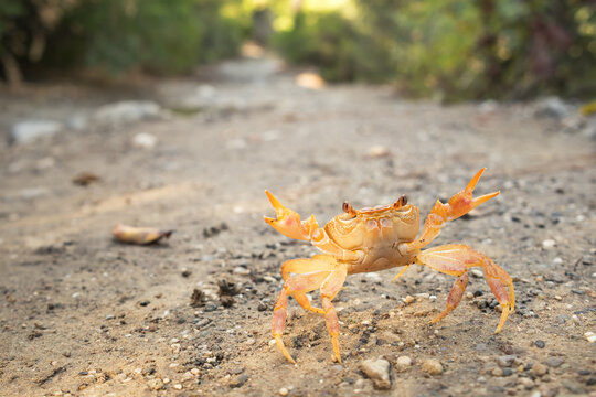 Land crab in defensive position