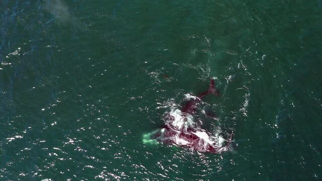 Family Of Southern Right Whales Swimming In The Atlantic Ocean. Eubalaena Australis In Cape Town, South Africa. aerial top-down