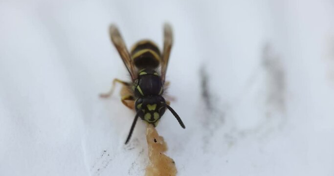 Slow motion macro clip of a yellowjacket (Vespula alascensis) eating a piece of sausage meat.