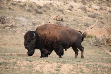 A Big Bull Buffalo in Theodore Roosevelt National Park in North Dakota