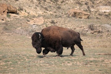A Big Bull Buffalo in Theodore Roosevelt National Park in North Dakota
