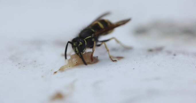 Slow motion macro clip of a yellowjacket (Vespula alascensis) eating a piece of sausage meat.