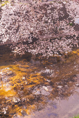 Obraz na płótnie Canvas 美しい桜の見える夙川の河川敷