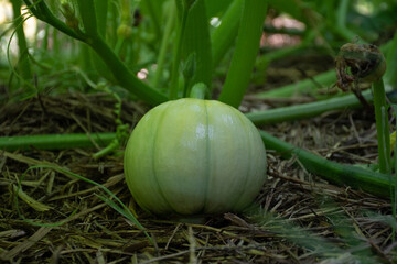 close-up of green pumpkin leaves with fruits growing in a backyard vegetable garden. Green striped...