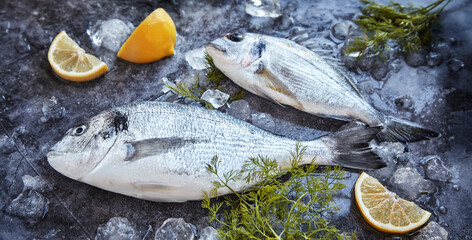 Two whole uncooked dorade chilled on ice