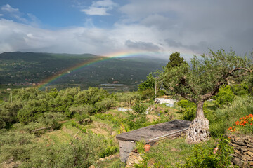 Rainbow in the sky over a vegetable garden and olive trees in Sicily, Italy