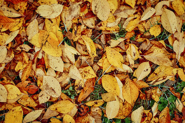 Autumn leaves on the grass. Golden falling leaves. Autumn background