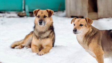 Two dogs in the winter in the snow near the kennel