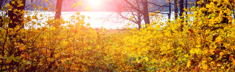 Fototapeta na wymiar Forest with yellow autumn leaves by the river during sunset, panorama