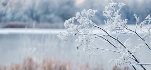 Winter view with frost-covered branches of plants on the river. Winter landscape with river and hoarfrost