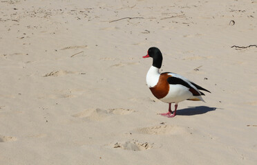 Naklejka premium Enjoying Summer. Close-up of a duck on a beach looking aout to the sea Europe. Sunny day. Idyllic relax