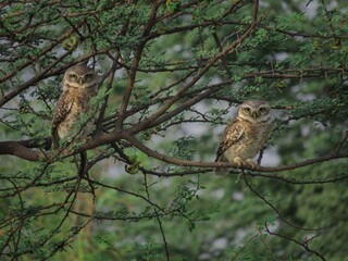 owls on tree 