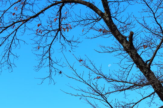 枯れ木 の画像 14 623 件の Stock 写真 ベクターおよびビデオ Adobe Stock