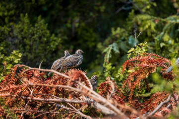 wild young california quails in the woods
