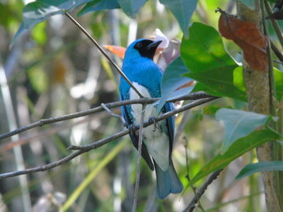 Obraz premium Azulejo tersina Tersina viridis o tangara tersina macho