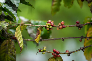 Ripe Red coffee bean berry plant fresh seed coffee tree growth in green eco organic farm. Close up red ripe seed robusta arabica berries harvest for  coffee garden. Fresh coffee bean green leaf bush