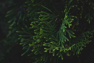 Fototapeta na wymiar Thuja on a dark green background with soft shadows, a coniferous tree. Green thuja texture for a New Year's background..