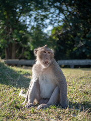 Fototapeta premium japanese macaque sitting on the ground