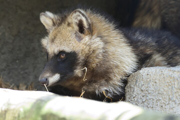 Young raccoon dog is laying on the rock.