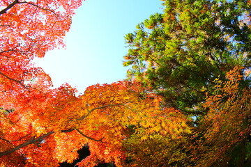 秋空と紅葉