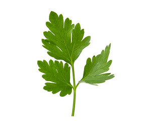 Isolated branch of parsley on a white background. Fresh herbs.
