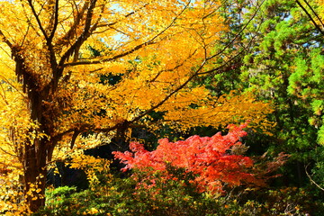 銀杏と紅葉