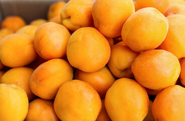 Ripe, juicy apricots close-up. Fruit harvest. Correct, healthy diet, vegetarian foods. Bright summer background.
