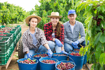 Portrait of three positive hardworking farmers sitting in a fruit nursery with cherries collected...