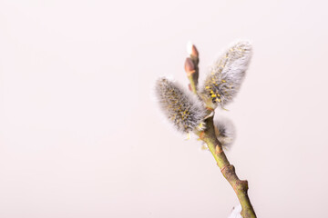 Pussy willow on white