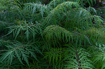 Emerald green fern leaf lush fresh pure natural background texture, Tropical forest plant wallpaper