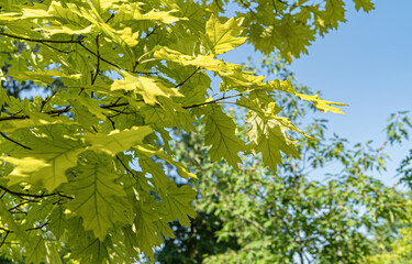 Autumn background with yellow oak leaves on a tree in sunny weather