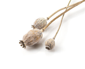dried poppy heads isolated on white