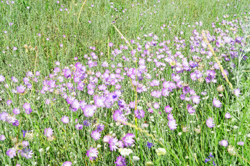 Flowering plant with purple flower in a spring field, chamomile
