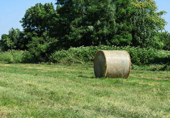 preparation of dry hay grass in rolls for animals
