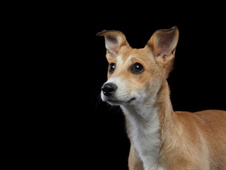 Dog on a black . Mix breed, nice puppy with big eyes