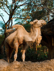 camel in the zoo