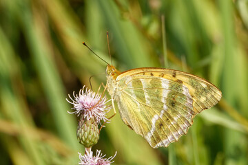 Silver-washed fritillary feeding on a flower of Cirsium.