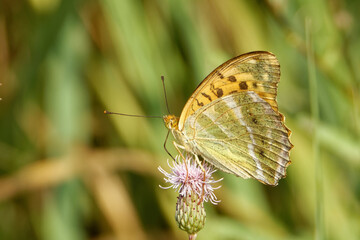 Silver-washed fritillary feeding on a flower of Cirsium.