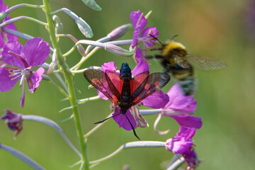 Narrow-Bordered Five-Spot Burnet and Bombus