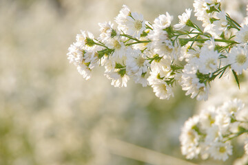 Close-up of white cutter flowers