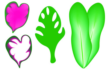 Caladium species background.